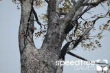 : SpeedTree Games Indie v8.4.1