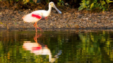 : Wildes Pantanal Am letzten Wasserloch German Doku Hdtvrip x264-Tmsf