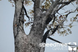 : SpeedTree Games v9.0.1 (x64) Enterprise