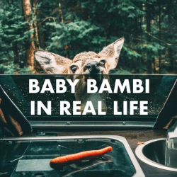 : Baby Bambi In Real Life (2023)