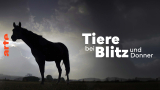 : Der Sturm - Tiere bei Blitz und Donner German Doku 720p Hdtv x264-Pumuck