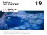 :  Spektrum der Wissenschaft Die Woche Magazin No 19 2024