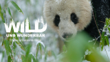 : Wild und wunderbar Chinas unbekannte Natur 2020 German Dl Doku 1080p Web x264-ClassiCalhd