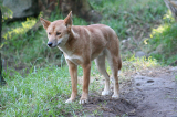 : Dingos Australiens wilde Hunde 2013 German Dl Doku 720p Web x264-ClassiCalhd