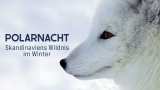 : Polarnacht Skandinaviens Wildnis im Winter 2019 German Doku 720p Web x264-ClassiCalhd