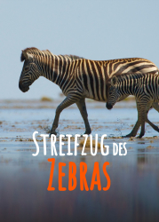 : Streifzug des Zebras 2012 German Dl Doku 720p Web x264-ClassiCalhd