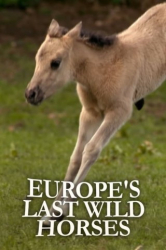 : Die Letzten Europas Wildpferde im Muensterland 2012 German Doku 720p Web x264-ClassiCalhd