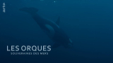 : Orcas Herrscher der Meere 2024 German Doku 720p Web x264-Tmsf