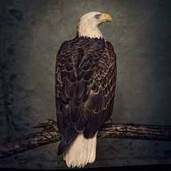 : Clutch - Book Of Bad Decisions (2018)